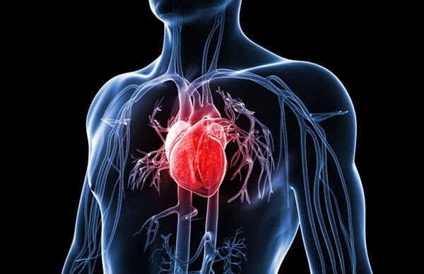 szívbetegség csontok egészsége