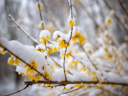 Havas tavasz, fotó: Gergely Szilárd