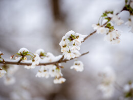 Havas tavasz, fotó: Gergely Szilárd