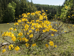 Budafai arborétum tavasszal, fotó: Czigóth Sándor