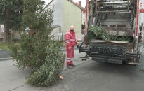 Elkezdődött a kidobott karácsonyfák begyűjtése Nagykanizsán