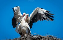 Telefonos applikáció segíti a gólyák megfigyelését