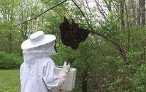 Darazsak és méhek: szakemberre bízzuk az eltávolítást