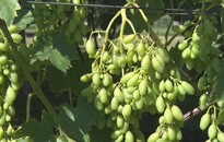 Jó minőségű szőlőtermés várható idén 