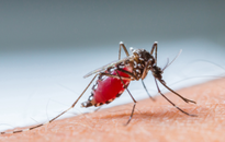 A szúnyogcsípések megelőzésére és a szúnyogok elleni védekezésre kéri a lakosságot a népegészségügyi központ
