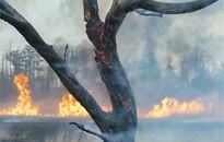 Eloltották a tüzet a Kis-Balatonnál, 600 hektárnyi terület égett le