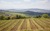 Veszprémi Érseki Pincészet: az olaszrizling a legnépszerűbb balatoni bor