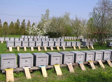 Agrárminiszter: a méhészeti termelés versenyképességét szolgálják a támogatások