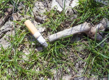 A talajba kerülő cigarettacsikkek gátolhatják a növények fejlődését