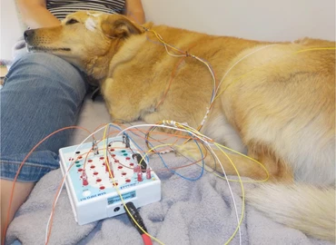 Az alvó kutyák agyának működése hasonlít az emberéhez