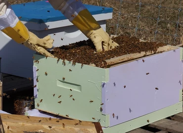 Méhészeti Egyesület: augusztus végéig jelentkezhetnek a méhészek az agrártárca támogatására 