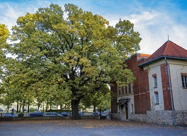 A kaposvári Szabadságfa lett az év fája