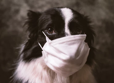 „Parazitajárvány” fenyegeti a kutyákat –  Ami nekünk a koronavírus, az a kutyáknak a szívférgesség
