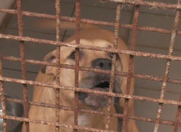 14 kutya került a nagykanizsai állatmenhelyre Letenyéről