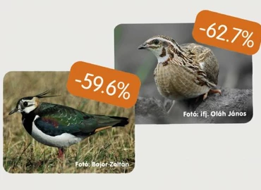 Csökken a magyarországi madárállomány
