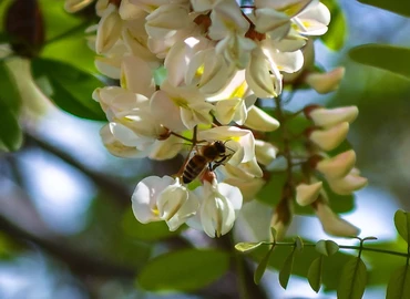 Méhészeti egyesület: az elmúlt ötven év legrosszabb akácméztermése várható
