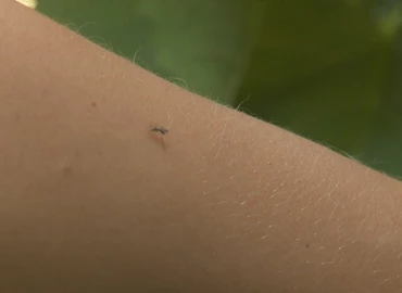 Szúnyogirtás várható csütörtökön Nagykanizsán