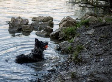 Napi kétszeri sétáltatásra kötelezhetik a kutyatartókat Németországban