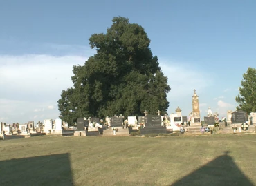 700 éves hársfa ad árnyat a szőkedencsi temetőben