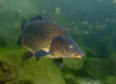 Új védjegy garantálja a magyar hal minőségét: 15-18%-kal csökkenhetnek az árak