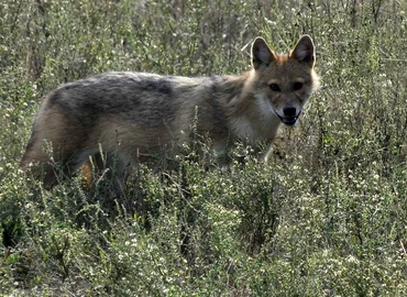 Vigyázzon a kutyájára, csapdázzák a rókákat és aranysakálokat Nagykanizsa környékén