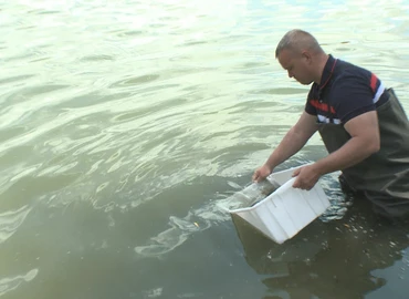 15 ezer darab előnevelt süllő került ma a Csónakázó-tóba