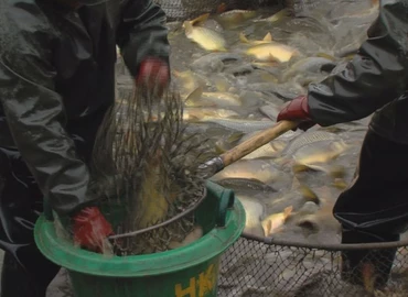 Már érezhető az áfacsökkentés hatása a halpiacon