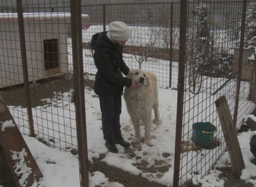 Orvvadászok által kihelyezett hurokba akadt két kutya is Kistolmácson