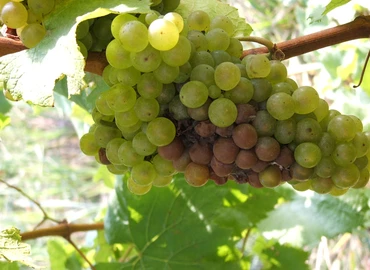 Jó a szőlőtermés a korábban kezdődő szüret előtt