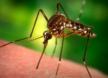 Katasztrófavédelem: kétszáz településen folytatódik a szúnyogirtás