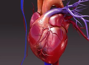 Magyar kutatók szerint egyes temperamentumvonások kapcsolatban állhatnak a szív-és érrendszeri betegségekkel