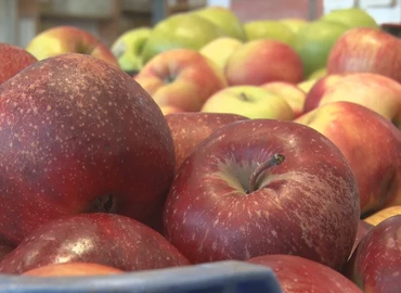 A kanizsai piacon javában tart az almavásár