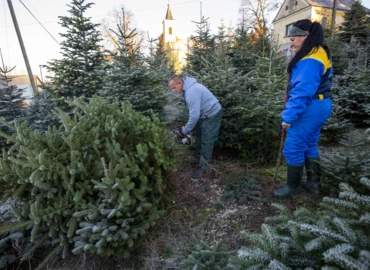 Idén várhatóan 10-20 százalékkal emelkedik a karácsonyfa ára 