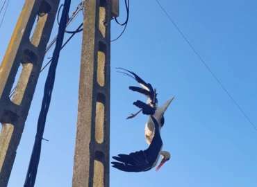 Villanyoszlopról mentettek egy damilba gabalyodott gólyát a lenti tűzoltók