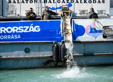 Látványtelepítést végeztek a Balatonban a halak és halőrök napjához kapcsolódóan