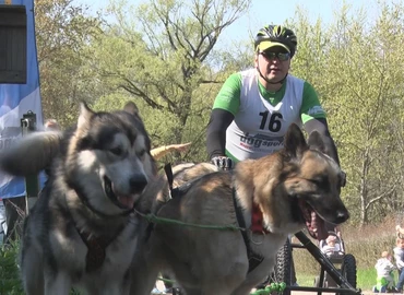  Nemzetközi kutyafogathajtó, futó és kerékpáros versenyt tartottak Kaszón