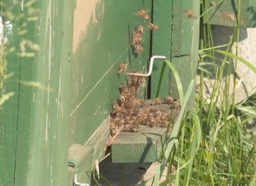 Számos probléma sújtja a méhészeket 