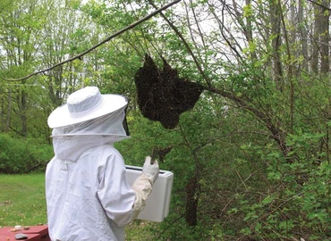 Darazsak és méhek: szakemberre bízzuk az eltávolítást