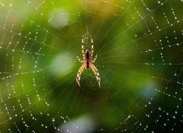 Jelentősen visszaszorulnak a hasznos pókok a mezőgazdasági területeken