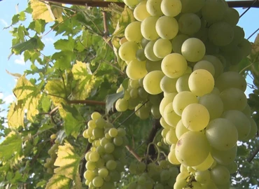 Helyi és környékbeli szőlőfajták is kaphatók a kanizsai piacon