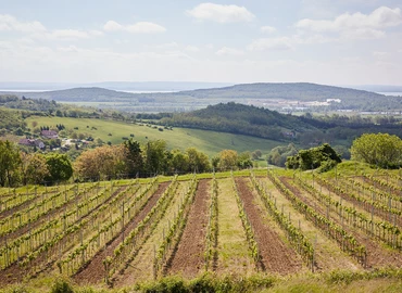 Magyarországot is meghódította a világ harmadik legkedveltebb fehérbora, a sauvignon blanc